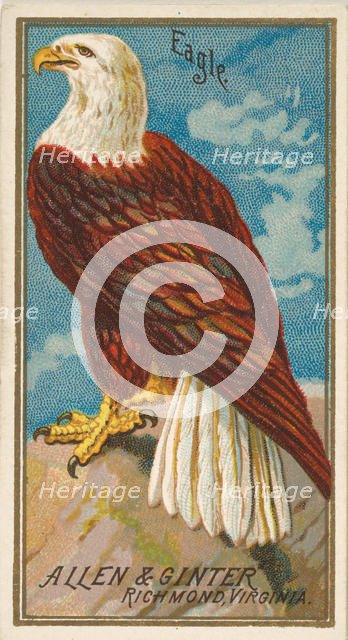 Eagle, from the Birds of America series (N4) for Allen & Ginter Cigarettes Brands, 1888. Creator: Allen & Ginter.
