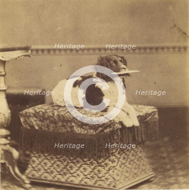 Sitting Dog with a Bundle in its Mouth, late 19th century. Creator: Unknown.