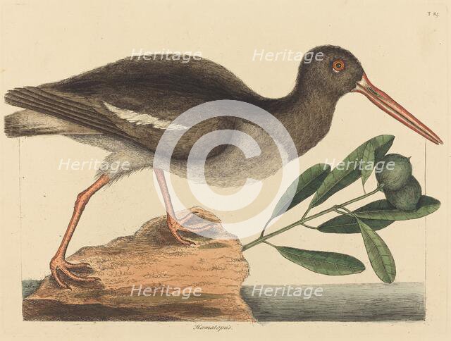 The Oyster-catcher (Hoematopus ostralegus), published 1731-1743. Creator: Mark Catesby.