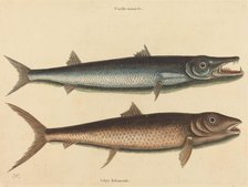 The Barracuda (Esox barracuda), published 1754. Creator: Mark Catesby.