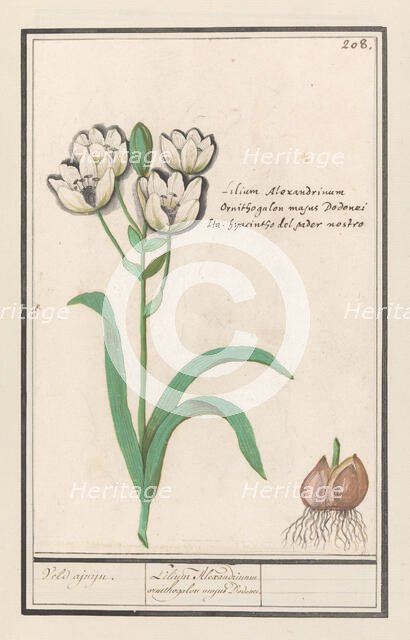 Arabian Star Flower (Ornithogalum arabicum), 1596-1610. Creators: Anselmus de Boodt, Elias Verhulst.