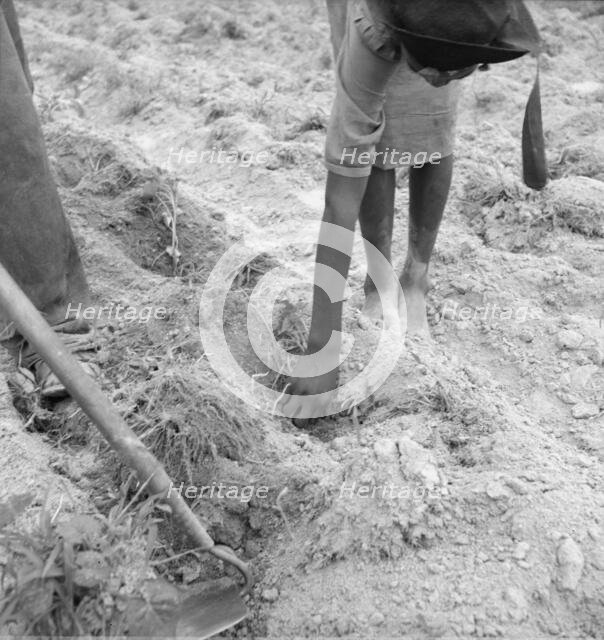 Thirteen year old daughter of Negro sharecropper..., Person County, North Carolina, 1939. Creator: Dorothea Lange.