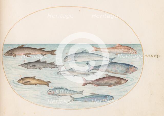 Animalia Aqvatilia et Cochiliata (Aqva): Plate XLI, c. 1575/1580. Creator: Joris Hoefnagel.