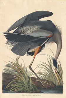 Great blue Heron, 1834. Creator: Robert Havell.