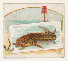 Sturgeon, from Fish from American Waters series (N39) for Allen & Ginter Cigarettes, 1889. Creator: Allen & Ginter.