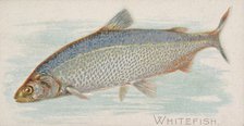 Whitefish, from the Fish from American Waters series (N8) for Allen & Ginter Cigarettes Br..., 1889. Creator: Allen & Ginter.