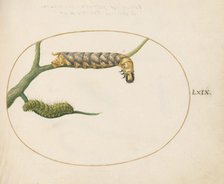 Animalia Qvadrvpedia et Reptilia (Terra): Plate LXIX, c. 1575/1580. Creator: Joris Hoefnagel.
