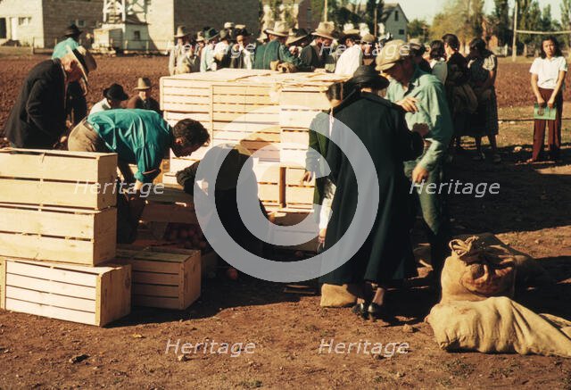 Distributing surplus commodities, St. Johns, Ariz., 1940. Creator: Russell Lee.