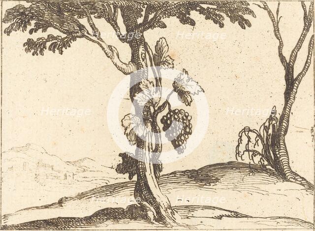 Bunch of Grapes. Creator: Jacques Callot.