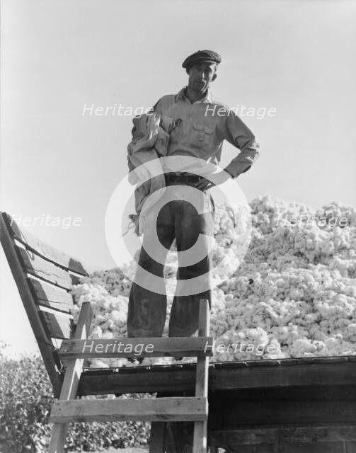 Cotton picker, Southern San Joaquin Valley, California, 1936. Creator: Dorothea Lange.