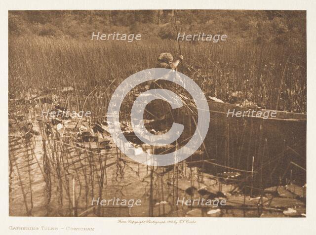 Gathering Tules-Cowichan, 1912. Creator: Edward Sheriff Curtis.
