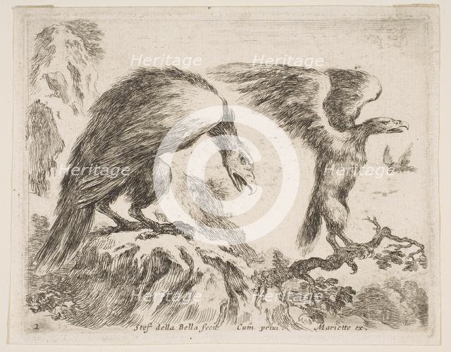 Plate 2: eagle and eaglet, from 'Various animals' (Diversi animali), ca. 1641. Creator: Stefano della Bella.