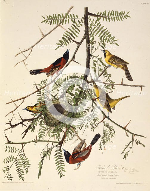 The orchard oriole. From "The Birds of America", 1827-1838. Creator: Audubon, John James (1785-1851).