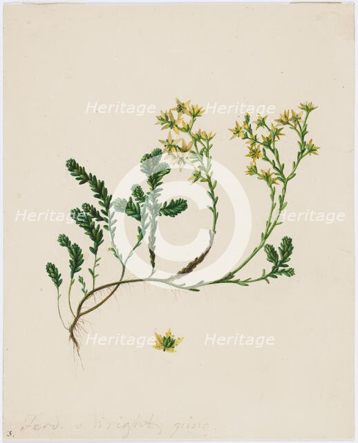 Stonecrop, 1840-1849. Creator: Ferdinand von Wright.