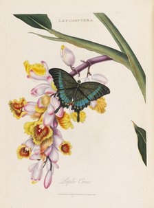 An epitome of the natural history of the insects of China, 1798. Creator: Donovan; Edward (1768-1837).