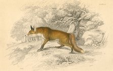 Common or red fox (Vulpes vulpes), 1828. Artist: Unknown