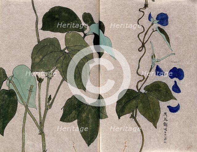 A bean plant, possibly a Phaseolus species: flowering and leafy stems with separate leaf and petals. Creator: Unknown.