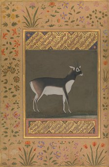 Black Buck, Folio from the Shah Jahan Album, recto: ca. 1615-20; verso: ca. 1530-50. Creator: Painting attributed to Manohar (active ca. 1582-16).