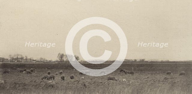 Marshes by the North Sea, 1890-1891, printed 1893. Creator: Dr Peter Henry Emerson.