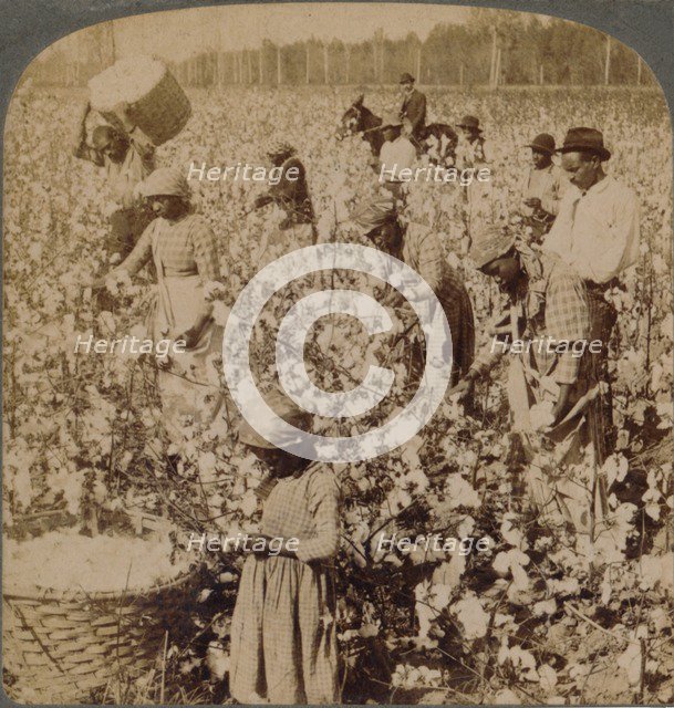 'Cotton is king - plantation scene with pickers at work. Georgia', c1900. Artist: Unknown.