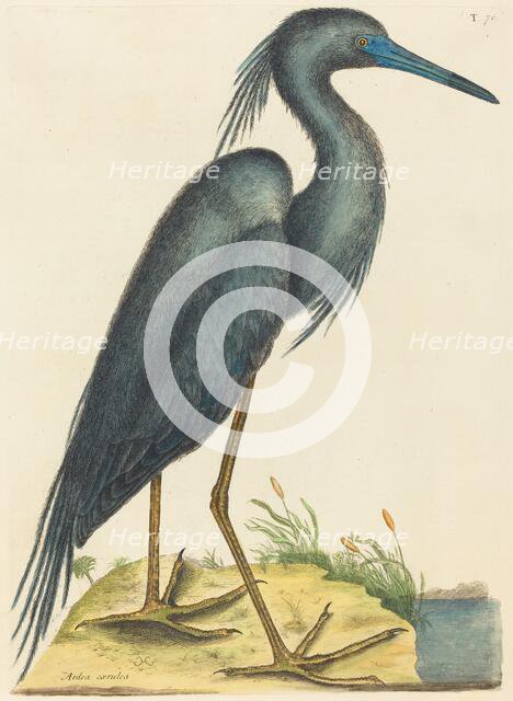 The Blue Heron (Ardea coerulea), published 1731-1743. Creator: Mark Catesby.