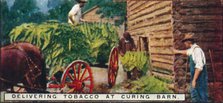 'Delivering Tobacco at Curing Barn', 1926. Artist: Unknown.