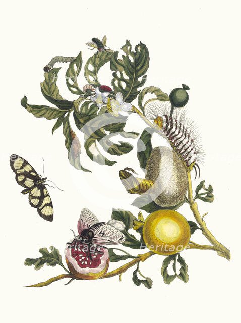 Guajaves. From the Book Metamorphosis insectorum Surinamensium, 1705. Creator: Merian, Maria Sibylla (1647-1717).
