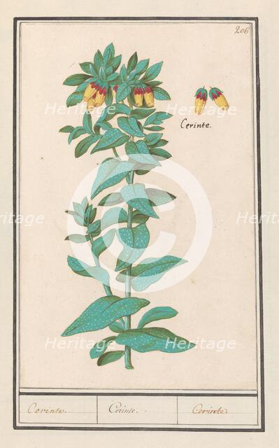 Cerinthe (Cerinthe major), 1596-1610. Creators: Anselmus de Boodt, Elias Verhulst.
