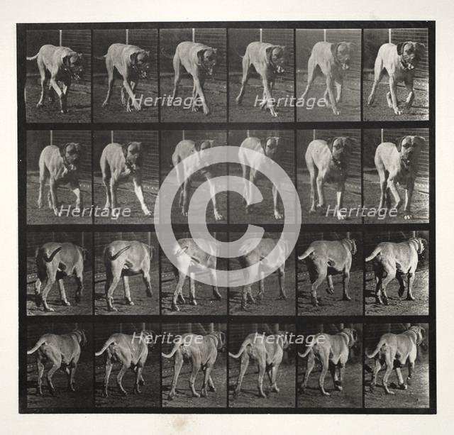 "Dread" Trotting, 1887. Creator: Eadweard J. Muybridge (American, 1830-1904); University of Pennsylvania.