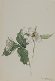 Wake-Robin (Trillium grandiflorum), 1918. Creator: Mary Vaux Walcott.