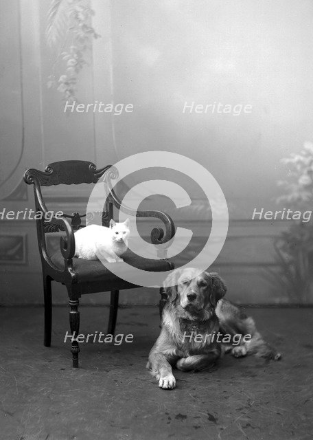 Dog and cat photographed in Carl Christersson's studio, Landskrona, Sweden, 1910. Artist: Unknown