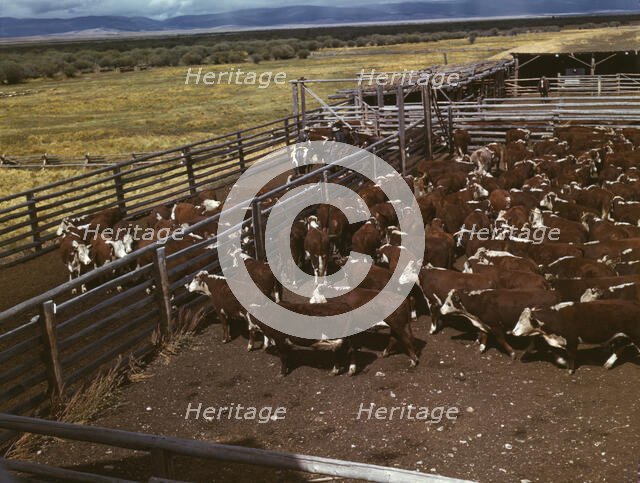 Cattle in corral waiting to be weighed before being trailed..., Beaverhead County, Montana, 1942. Creator: Russell Lee.