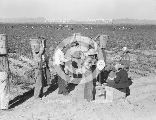 Open air food factory - weighing in the peas near Calipatria, California, 1939. Creator: Dorothea Lange.