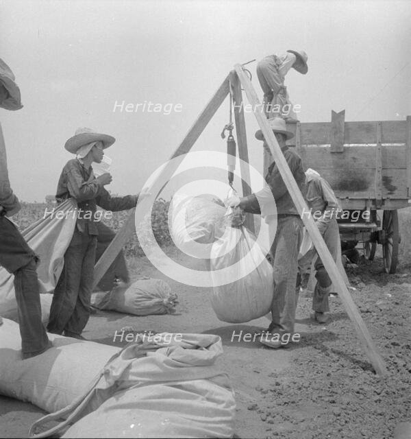 Weighing cotton near Robstown, Texas, 1936. Creator: Dorothea Lange.