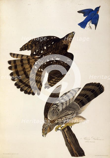Stanley Hawks. From "The Birds of America", 1827-1838. Creator: Audubon, John James (1785-1851).