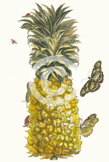 Ananas mur. From the Book Metamorphosis insectorum Surinamensium, 1705. Creator: Merian, Maria Sibylla (1647-1717).