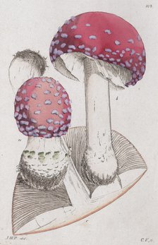 Amanita muscaria, 1804-1811. Artist: Johan Wilhelm Palmstruch