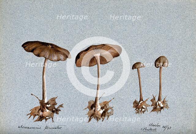 Wood woolly foot mushroom (Collybia peronata): four fruiting bodies, 1893. Creator: C Bucknall.