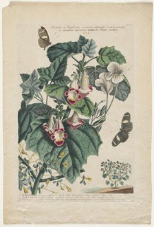 Plantae et Papiliones rariores: Martynia, 1748. Creator: Georg Dionysius Ehret (German, 1708-1770).