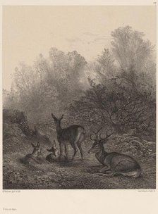 Biches au repos. Creator: Karl Bodmer.