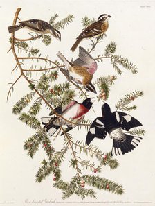The rose-breasted grosbeak. From "The Birds of America", 1827-1838. Creator: Audubon, John James (1785-1851).