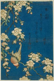 Bullfinch and Weeping Cherry (Uso, shidarezakura), from an untitled series of flowers...Japan, c1834 Creator: Hokusai.
