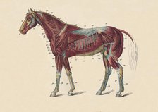 'External Muscles and Tendons of the Horse's Body', c1879. Creator: Unknown.