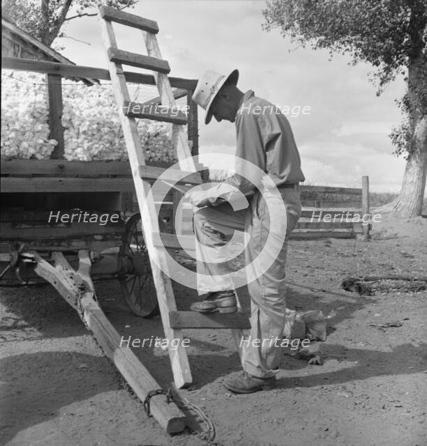 Small cotton farmer, Kern County, California, 1938. Creator: Dorothea Lange.