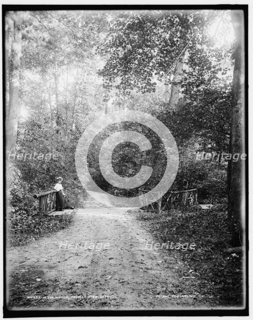 In the woods, Palmer Park, Detroit, between 1890 and 1901. Creator: Unknown.