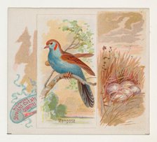 Mariposa, from the Song Birds of the World series (N42) for Allen & Ginter Cigarettes, 1890. Creator: Allen & Ginter.