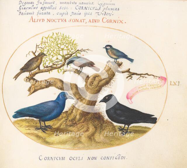 Animalia Volatilia et Amphibia (Aier): Plate LXI, c. 1575/1580. Creator: Joris Hoefnagel.