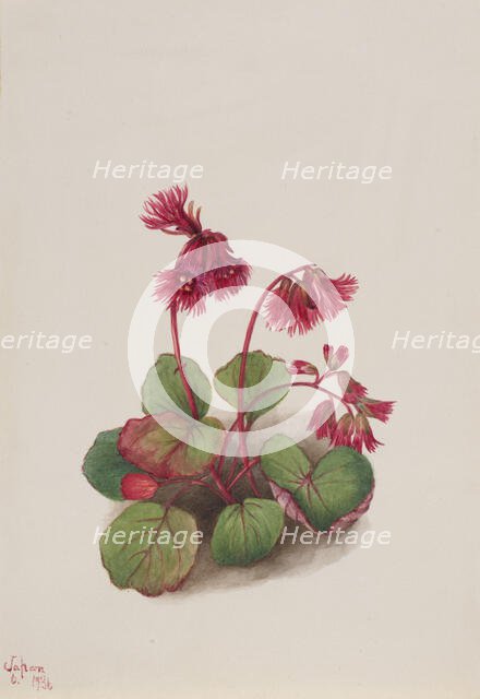 Schizocodon soldanelloides, 1936. Creator: Mary Vaux Walcott.