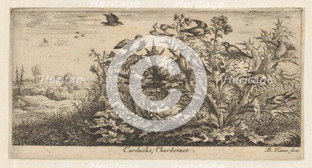Carduëlis, Chardonnet (The Goldfinch): Livre d'Oyseaux (Book of Birds), 1655-1660., Creator: albert flamen.