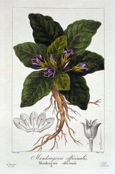 Mandrake: Mandragora officinarum, pub. 1836. Creator: Panacre Bessa (1772-1846).